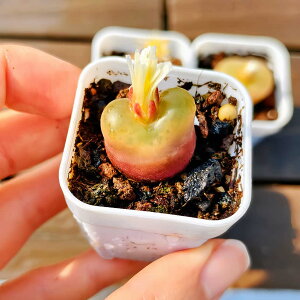 _ A RmtBc @}EKj[iPj@Z@ϗtA@CeA@VERVE