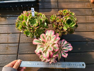  i햼t@AGIjE3_Zbgs220@TCY@A@񂹐A@ VERVE