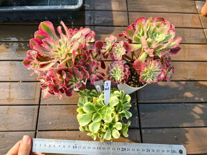  i햼t@AGIjE3_Zbgs221@TCY@A@񂹐A@ VERVE