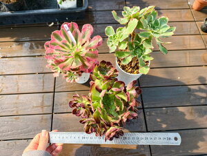  i햼t@AGIjE3_Zbgs222@TCY@A@񂹐A@ VERVE