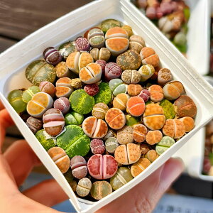 _ A RmtBc g[vX@50-65Zbg@@Z@ϗtA@CeA@VERVE