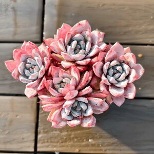 �_������ �����A�� �񂹐A�� �G�P�x���A�� �s���N�u���[�o�[�h�i�Q�j����@�ϗt�A�� �C���e���A�@�������verve