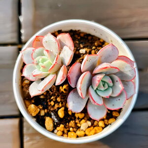 _@GPxA@TuR{T E026i2jA ϗtA CeA 񂹐A@VERVE