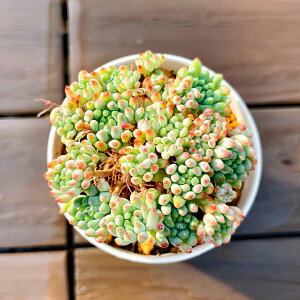 _ A 񂹐A GPxA ԉ΁iQjϗtA CeA@VERVE