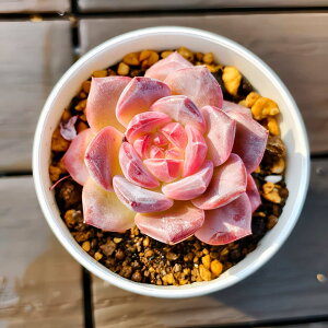 _ A 񂹐A GPxA ߁iPj ϗtA CeA@VERVE