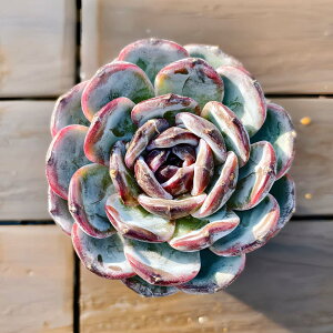 _ A 񂹐A GPxA ubN[ijc@A@ϗtA CeA VERVE