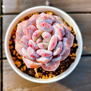 _ A 񂹐A GPxA ʕuiPj@ϗtA CeA@VERVE