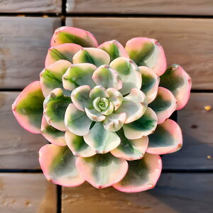 _ A 񂹐A GPxA A[NeBbNCG[сiPjVi@A@ϗtA CeA@VERVE