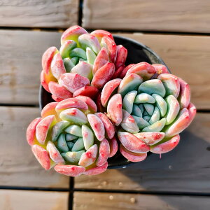 _ A 񂹐A GPxA RPiQjVi@ϗtA CeA@VERVE