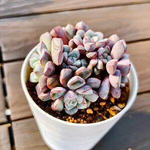 _ A 񂹐A GPxA TuR{TiQjVi@ϗtA CeA@VERVE