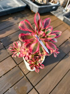 @AGIjE@VliQj@R948@I ɏ㊔ VERVE