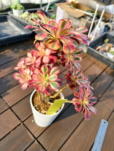 @AGIjE@VliQj@R947@I ɏ㊔ VERVE