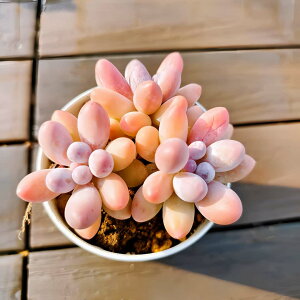 _ A 񂹐A GPxA `[YiQjc@ϗtA CeA@VERVE