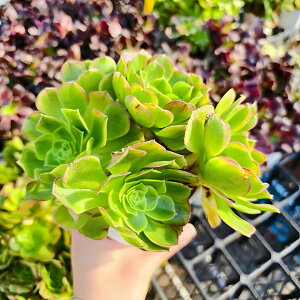 _ A AGIjE@nEB~NсiQj@ϗtA CeA@VERVE