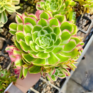 _ A AGIjE@ẺHiQj@ϗtA CeA@VERVE