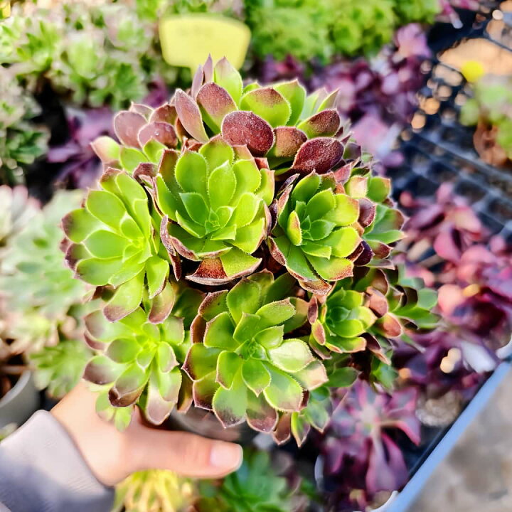 楽天市場】農園直売 多肉植物 アエオニウム属 オランダローズ（群 
