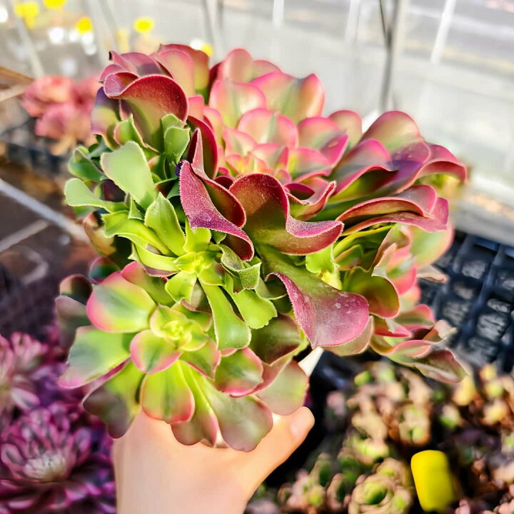 楽天市場】農園直売 多肉植物 アエオニウム属 七彩魔女 新品種（群 