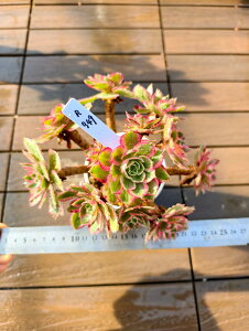 @AGIjE@ẺHiQj@R949@I ɏ㊔ VERVE