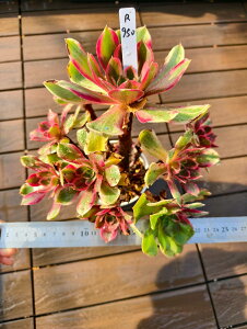 @AGIjE@iQj@R950@I ɏ㊔ VERVE