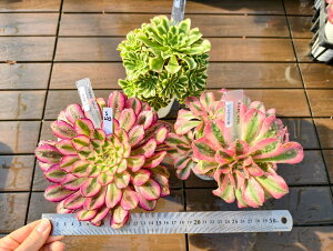  i햼t@AGIjE3_Zbgs223@TCY@A@񂹐A@ VERVE