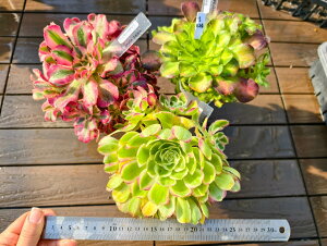  i햼t@AGIjE3_Zbgs224@TCY@A@񂹐A@ VERVE