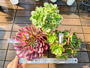  i햼t@AGIjE3_Zbgs225@TCY@A@񂹐A@ VERVE