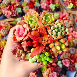 NX}XԌ@_ 񂹐A@GPxA@ptF@Jt񂹐A@gN@A@verve