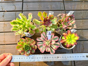  i햼t@AGIjE6_Zbgs226@P@A@񂹐A@ VERVE