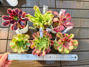  i햼t@AGIjE6_Zbgs227@P@A@񂹐A@ VERVE