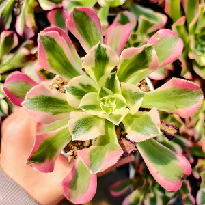 _ A AGIjE@JԐ΁iPj ϗtA CeA VERVE