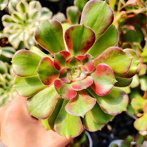 _ A AGIjE@niiPj ϗtA CeA VERVE