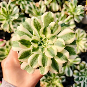 _ A AGIjE@}CobnсiPj ϗtA CeA@VERVE