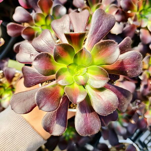 _ A AGIjE@ԘQiPj ϗtA CeA@VERVE