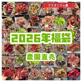 予約販売　送料無料　農園直売　最強福袋　アエオニウム属 1万円　2026年　多肉植物　大好評　感謝祭　豪華　多肉専門VERVE