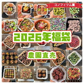 予約販売　送料無料　農園直売　最強福袋　コノフィツム属 1万円　2026年　多肉植物　大好評　感謝祭　豪華　多肉専門VERVE