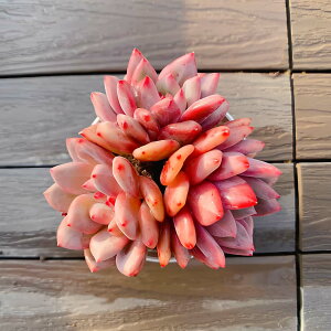 �_������ �����A�� �񂹐A�� �G�P�x���A���@�A���G���i�Q�j�@Echeveria 'Ariel'�@�����c �ϗt�A�� �C���e���A �������VERVE