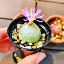 楽天市場】多肉植物 ブルゲリの通販