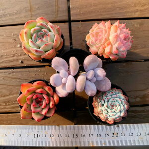 �_�������@�����A�� �񂹐A���œK ���X�I���W�i��5�_�Z�b�g-2�@ �|�b�g�c�@��D�]�@�y�A���t���@ �ϗt�A�� �C���e���A�@�������VERVE