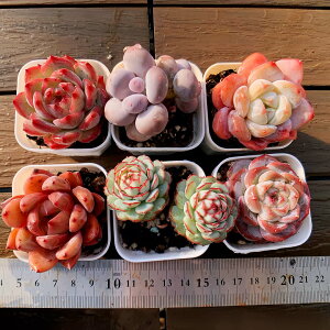 �_�������@�����A�� �񂹐A���œK ���X�I���W�i��6�_�Z�b�g-2�@ �|�b�g�c�@��D�]�@�y�A���t���@ �ϗt�A�� �C���e���A�@�������VERVE