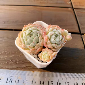 �y�����o�C�L���O�z�_������ �񂹐A�� �G�P�x���A�� �O���u���[�Tx�A���o�i�Q�j�v���O�c�@�|�b�g�c�@�ϗt�A�� �����A���@�C���e���A �������VERVE