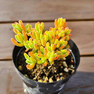 農園直売 多肉植物 寄せ植え ドロサンテマム 蛍光兎（群）観葉植物 インテリア　多肉専門VERVE