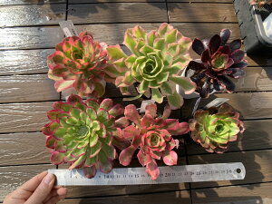 ���� �i�햼�t���@�A�G�I�j�E����6�_�Z�b�gs226�@�P���@�����A���@�񂹐A���@ �������VERVE