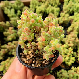 農園直売 多肉植物 寄せ植え ドロサンテマム 蜜橘（群）観葉植物 インテリア　多肉専門VERVE