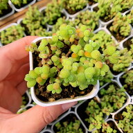 農園直売 多肉植物 寄せ植え ドロサンテマム 金柑（群）観葉植物 インテリア　多肉専門VERVE