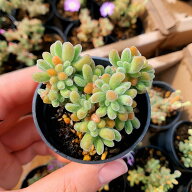 農園直売 多肉植物 寄せ植え ドロサンテマム 氷晶（群）観葉植物 インテリア　多肉専門VERVE
