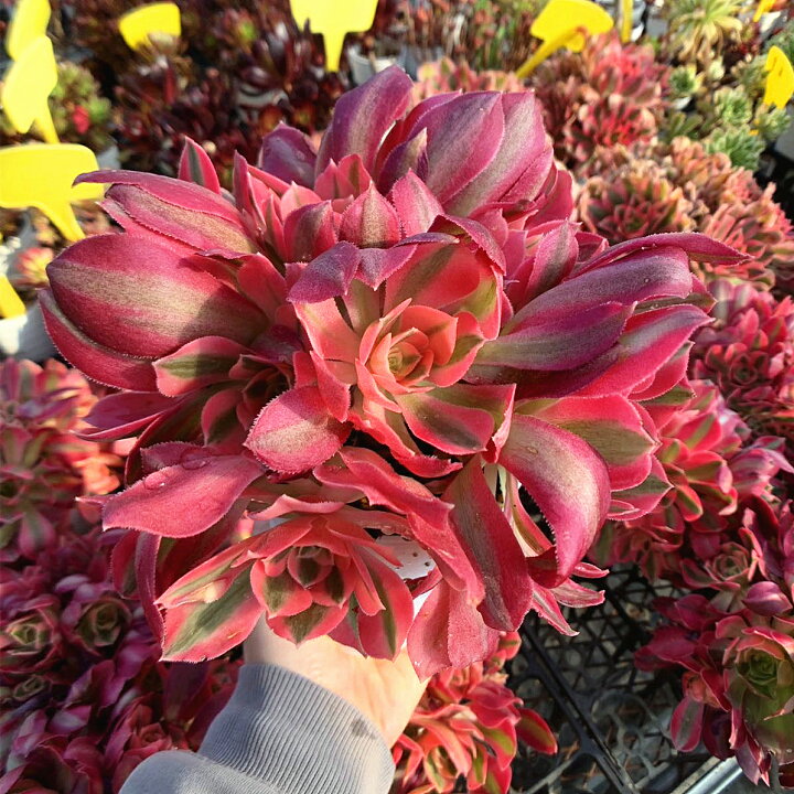 楽天市場】農園直売 多肉植物 寄せ植え アエオニウム ピンクウィッチ