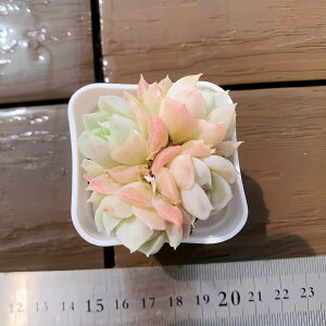 �y�����o�C�L���O�z�_������ �񂹐A�� �G�P�x���A�� �A���o�i�Q�j�v���O�c�@�|�b�g�c�@�ϗt�A�� �����A���@�C���e���A �������VERVE