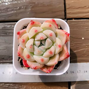 �y�����o�C�L���O�z�_������ �񂹐A�� �G�P�x���A�� �A���o�r���[�e�B�[�i�P�j�v���O�c�@�|�b�g�c�@�ϗt�A�� �����A���@�C���e���A �������VERVE