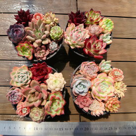 開店記念セット2　農園直売 寄せ植え　エケベリア属　7-9点カラフルセット　超おトク　多肉植物　多肉専門verve