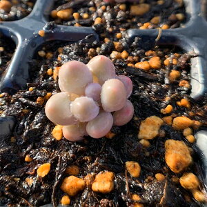 _ A 񂹐A `[YijOvgy^ Vi c ϗtA CeA